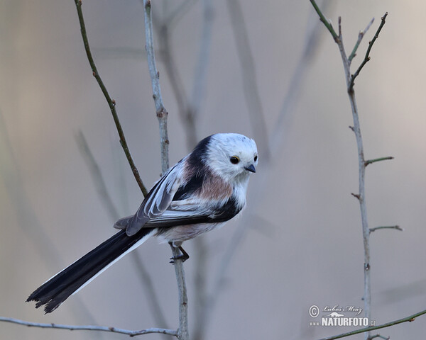 Mlynařík dlouhoocasý (Aegithalos caudatus)