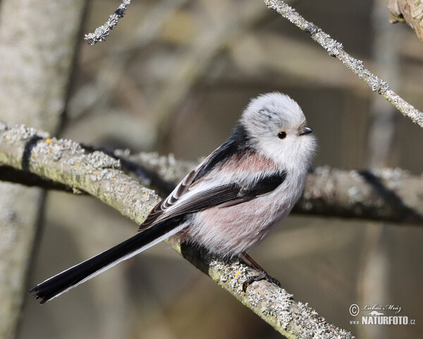 Mlynařík dlouhoocasý (Aegithalos caudatus)