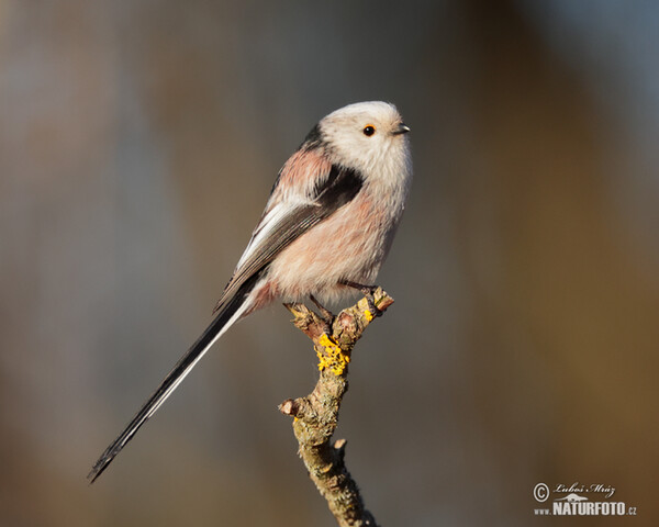 Mlynařík dlouhoocasý (Aegithalos caudatus)