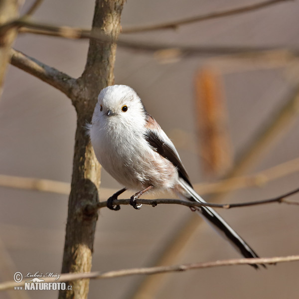 Mlynařík dlouhoocasý (Aegithalos caudatus)