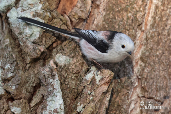 Mlynařík dlouhoocasý (Aegithalos caudatus)