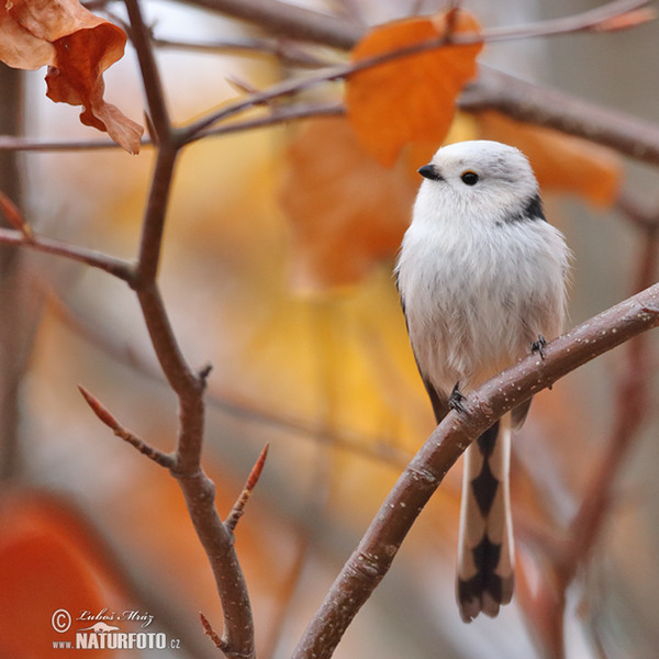 Mlynařík dlouhoocasý (Aegithalos caudatus)