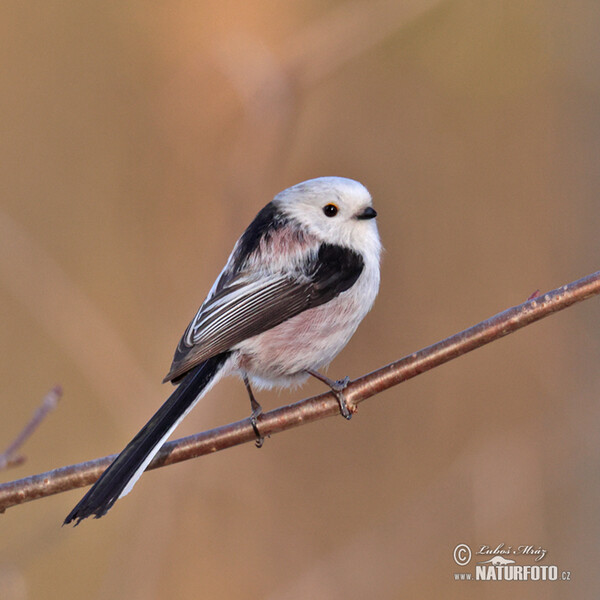 Mlynařík dlouhoocasý (Aegithalos caudatus)