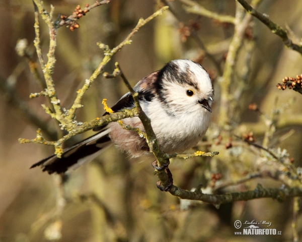 Mlynařík dlouhoocasý (Aegithalos caudatus)