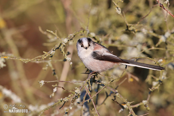 Mlynařík dlouhoocasý (Aegithalos caudatus)