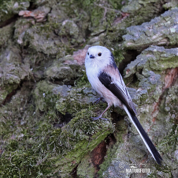 Mlynařík dlouhoocasý (Aegithalos caudatus)