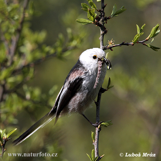 Mlynárka dlhochvostá (Aegithalos caudatus)