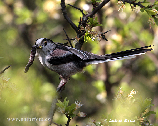 Mlynárka dlhochvostá (Aegithalos caudatus)