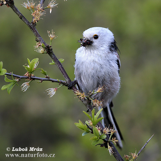 Mlynárka dlhochvostá (Aegithalos caudatus)