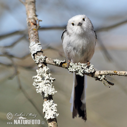 Mlynárka dlhochvostá (Aegithalos caudatus)