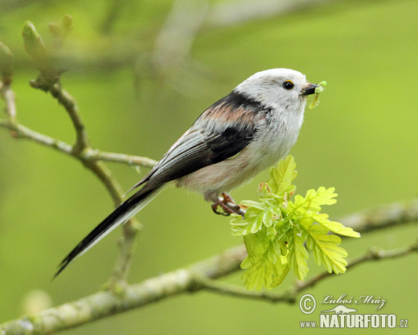 Mlynárka dlhochvostá (Aegithalos caudatus)