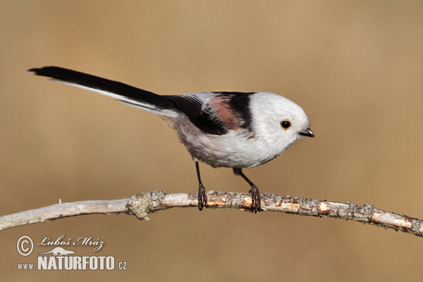 Mlynárka dlhochvostá (Aegithalos caudatus)