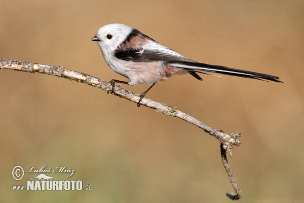 Mlynárka dlhochvostá (Aegithalos caudatus)