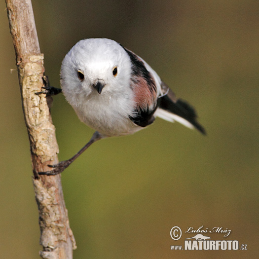 Mlynárka dlhochvostá (Aegithalos caudatus)