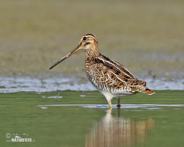 Močiarnica mekotavá (Gallinago gallinago)