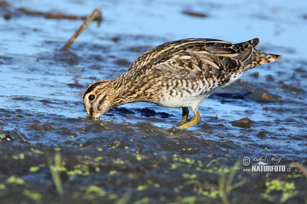 Močiarnica mekotavá (Gallinago gallinago)