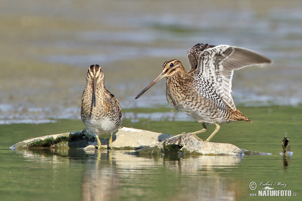 Močiarnica mekotavá (Gallinago gallinago)