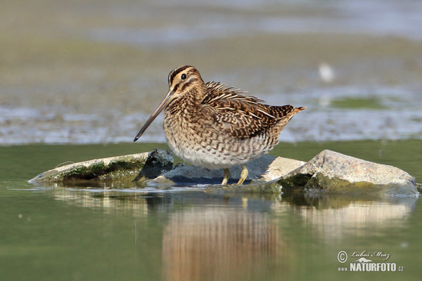 Močiarnica mekotavá (Gallinago gallinago)