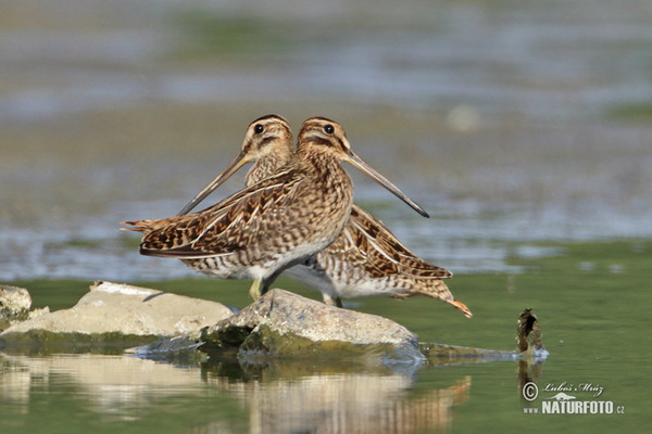 Močiarnica mekotavá (Gallinago gallinago)