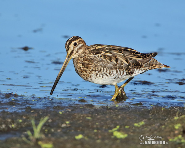 Močiarnica mekotavá (Gallinago gallinago)