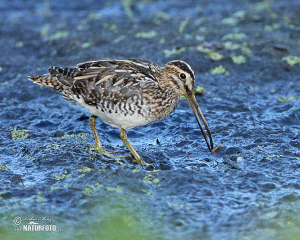 Močiarnica mekotavá (Gallinago gallinago)