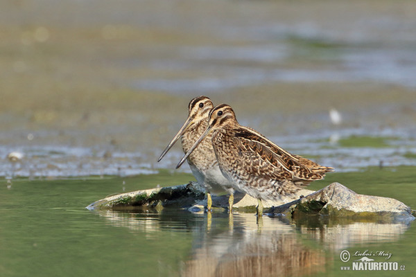 Močiarnica mekotavá (Gallinago gallinago)