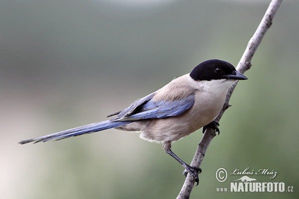 Modraňa (Cyanopica cyanus)