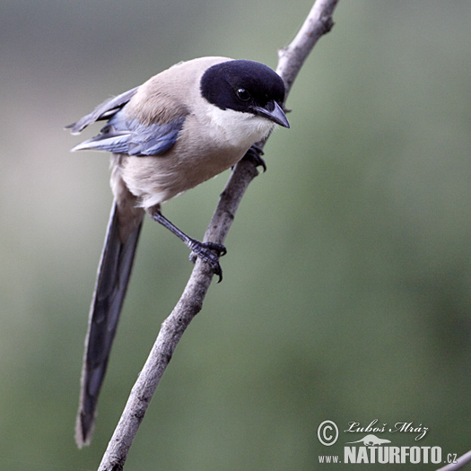 Modraňa (Cyanopica cyanus)