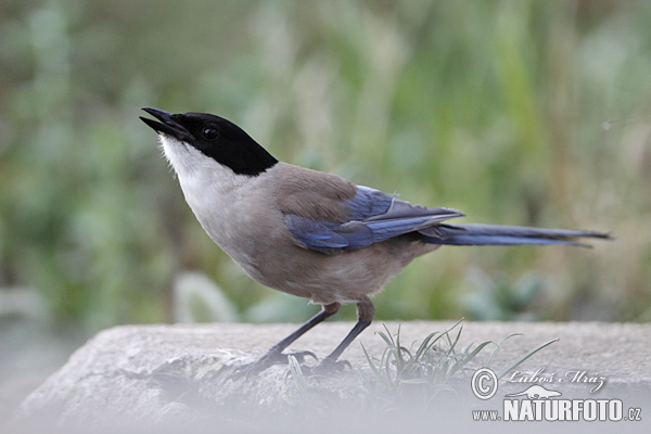 Modraňa (Cyanopica cyanus)