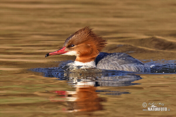 Morčák velký (Mergus merganser)