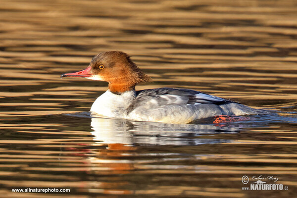 Morčák velký (Mergus merganser)