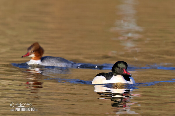 Morčák velký (Mergus merganser)