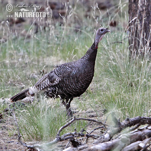 Morka divá (Meleagris gallopavo)