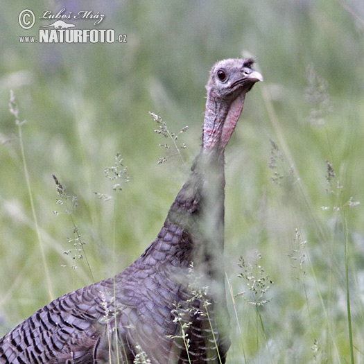 Morka divá (Meleagris gallopavo)