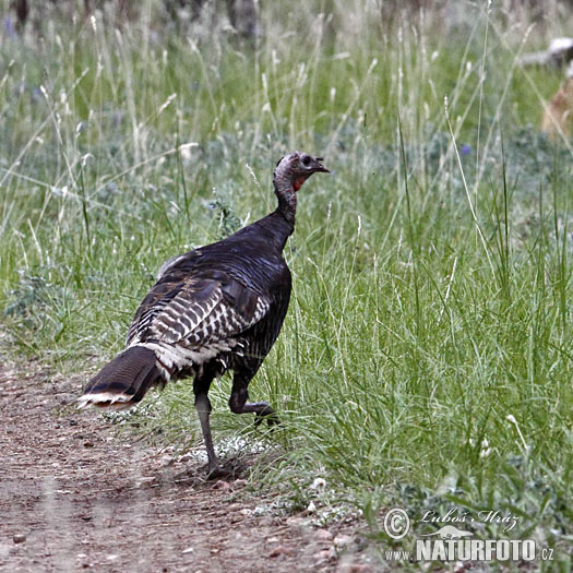 Morka divá (Meleagris gallopavo)