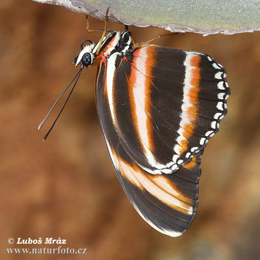 Motýl (Helioconias sp.)