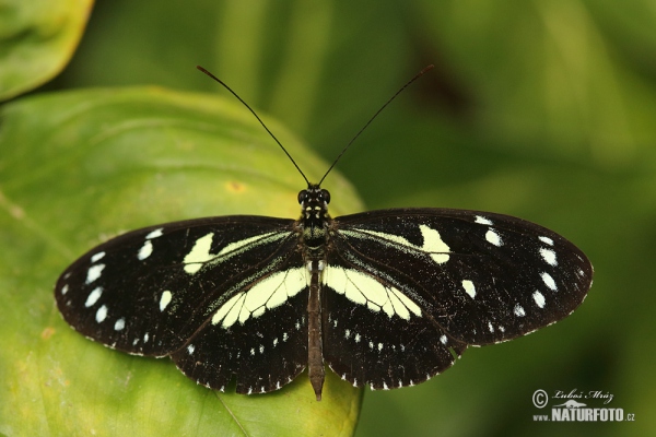 Motýl (Heliconius atthis)