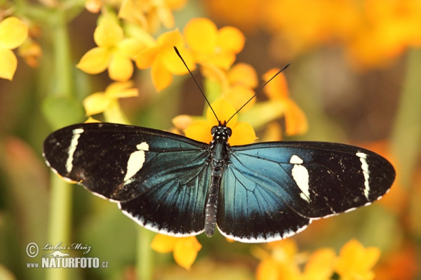 Motýl (Heliconius sara)