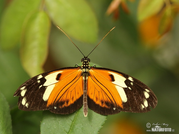 Motýl (Heliconius ismenius)
