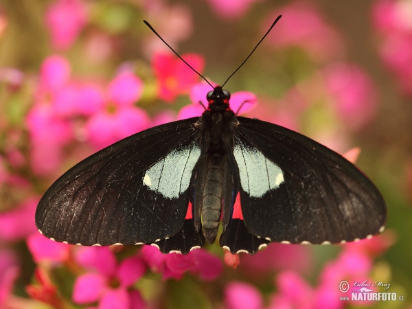 Motýl (Parides arcas)