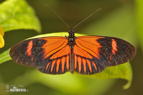 Motýl (Heliconius melphomene)