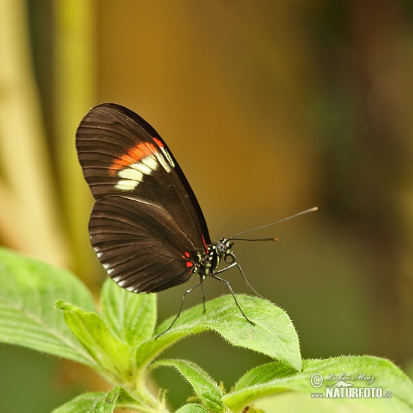 Motýl (Heliconius melphomene)