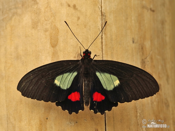 Motýl (Parides arcas)