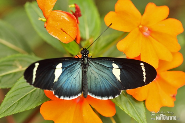 Motýl (Heliconius sara)