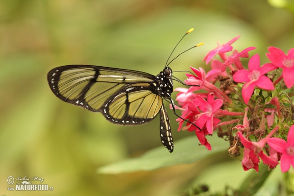 Motýl (Metona grandiosa)