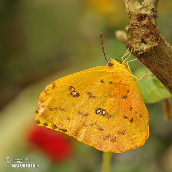 Motýl (Phoebis philea)