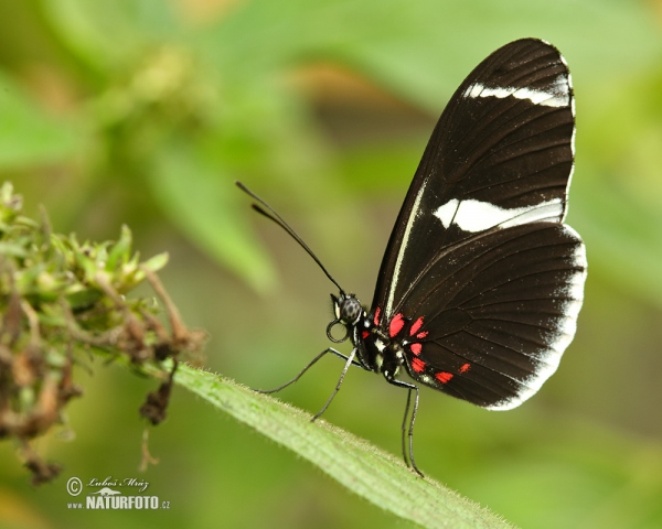 Motýl (Helioconias sp.)