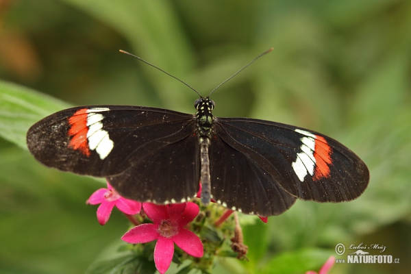 Motýl (Heliconius melphomene)