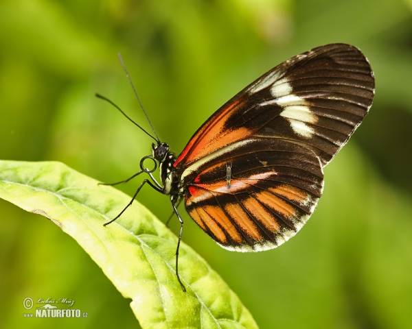Motýl (Helioconias sp.)