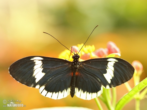 Motýl (Heliconius eleuchia)